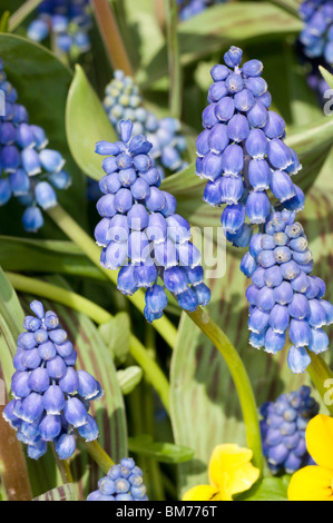 Bright blue flowers of Muscari armeniacum, grape hyacinth, in spring Stock Photo