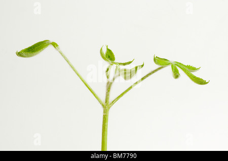 New shoot of horse chestnut, Aesculus hippocastanum, in spring Stock Photo