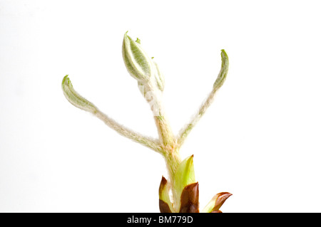 New shoot of horse chestnut, Aesculus hippocastanum, in spring Stock Photo