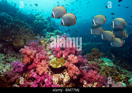 Red-tail or Collared butterflyfish (Chaetodon collare) over coral reef with soft corals. Andaman Sea, Thailand. Stock Photo