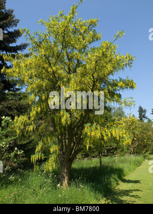 Laburnum tree x watereri 'Vossii' flowering in spring at Thorp Perrow Arboretum Stock Photo