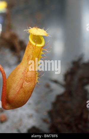 Nepenthes alata Tropical Pitcher plant, Brookfields garden Centre, Nottingham Stock Photo