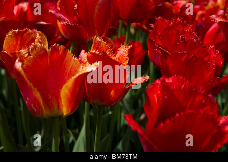 A close-up of Fringed Apeldoorn tulips in a flowering garden Holland Michigan hi-res Stock Photo