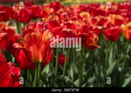 Tulip time festival Dutch Holland Michigan in USA Field of Fringed Apeldoorn tulips in a flowering garden hi-res Stock Photo