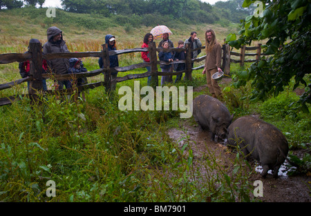 Group of children and adults visit community farm looking at Vietnamese pot bellied pigs in mud on Gower Swansea South Wales UK Stock Photo