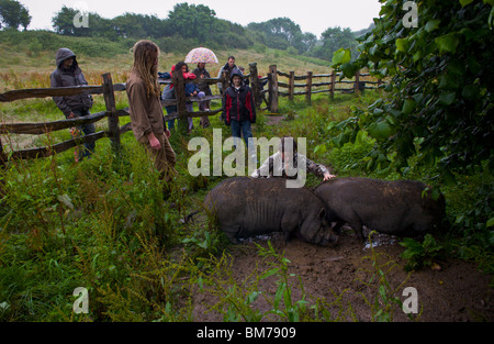 Group of children and adults visit community farm looking at Vietnamese pot bellied pigs in mud on Gower Swansea South Wales UK Stock Photo