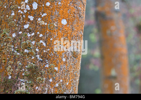 Ash tree with Spindle Berry bush in background, England, UK Stock Photo