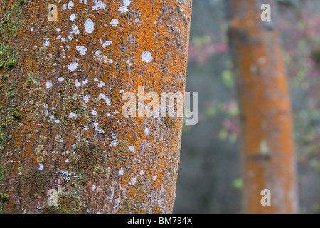 Ash tree with Spindle Berry bush in background, England, UK Stock Photo