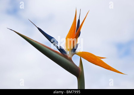 Closeup of Blooming Bird of Paradise flower against blue sky background nobody low angle from below nobody floral scape bloom  hi-res Stock Photo