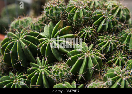 Close-up of echinopsis multiplex cactus plant succulents hi-res Stock Photo