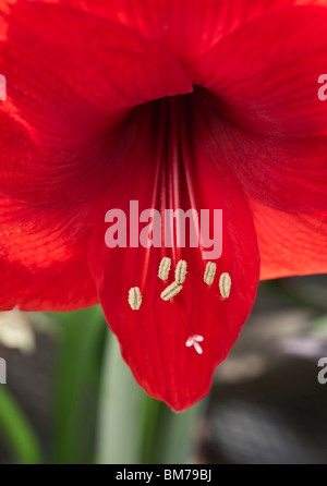 Blooming red Amaryllis Belladonna Lily flower close up no not people nobody isolated low angle