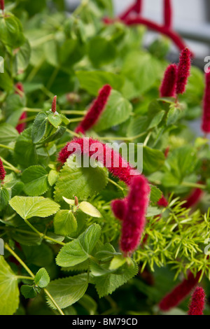 Philippines Medusa plant with furry red flowers Acalypha hispida Chenille hi-res Stock Photo
