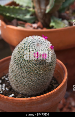 Snowball cactus with purple flowers Mammilloydia candida hi-res Stock Photo