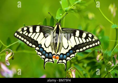 SWALLOWTAIL BUTTERFLY (Papilio machaon) Stock Photo