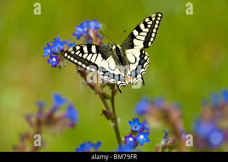 SWALLOWTAIL BUTTERFLY (Papilio machaon). Stock Photo