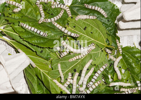 Silkworm caterpillars feeding on mulberry leaves Stock Photo