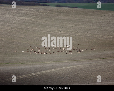 Fallow deer (Dama dama) herd resting on farmland Stock Photo