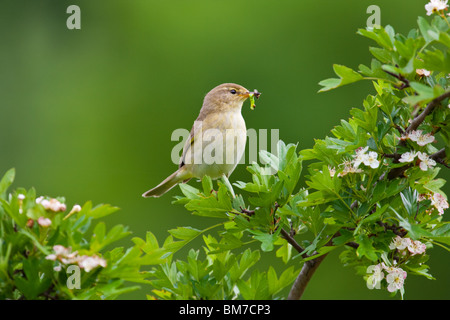 Willow Warbler near nest with caterpillar and fly in its beak Stock Photo