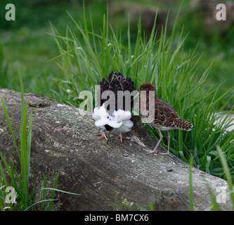 Ruff (Philomachus pugnax) male displaying to female Stock Photo