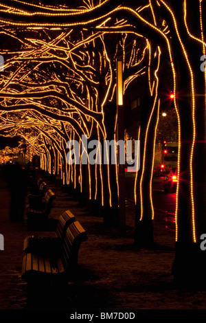 Trees decorated with lights, Unter Den Linden, Berlin, Germany Stock Photo