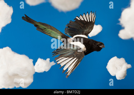 A stuffed bird flying in a fake sky Stock Photo