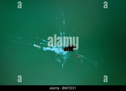 Detail of a squashed fly on a window Stock Photo