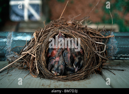 Three baby birds in a nest Stock Photo