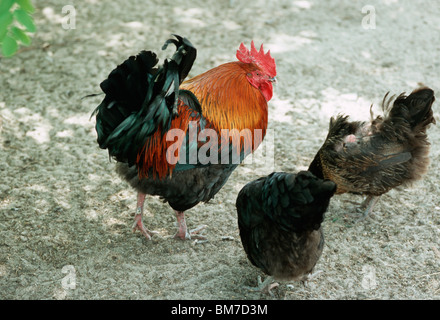 A rooster and two hens Stock Photo