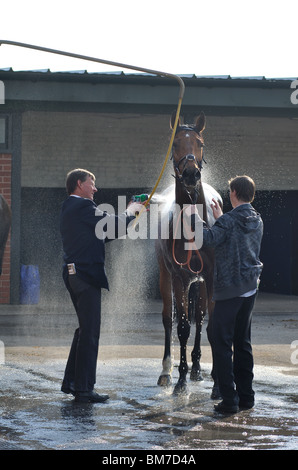 Horse being washed down after flat race at Warwick Races, UK Stock Photo