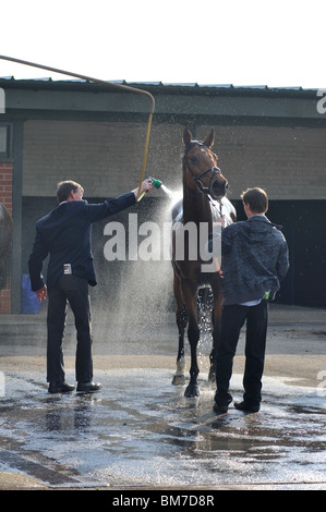Horse being washed down after flat race at Warwick Races, UK Stock Photo