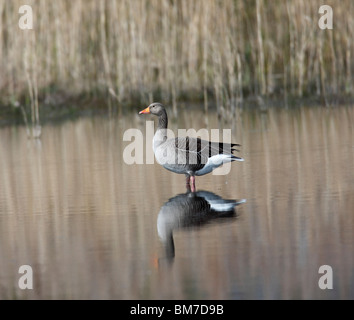 Greylag goose (Anser anser) standing in shallow water side view Stock Photo