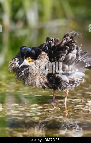 Ruff (Philomachus pugnax) male displaying Stock Photo