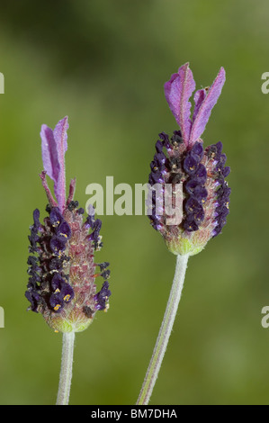 Spanish or French lavender (Lavandula stoechas) Stock Photo