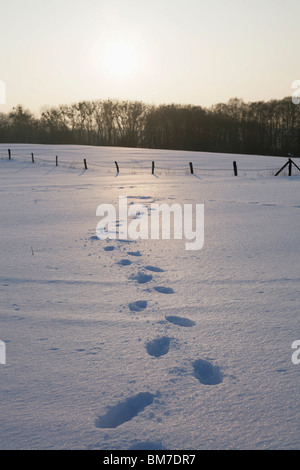 Footprints in the snow Stock Photo