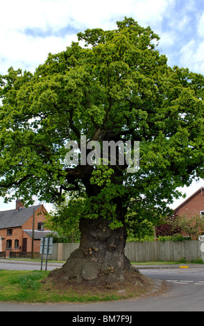 The Baginton Oak, Baginton, Warwickshire, England, UK Stock Photo