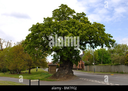 The Baginton Oak, Baginton, Warwickshire, England, UK Stock Photo