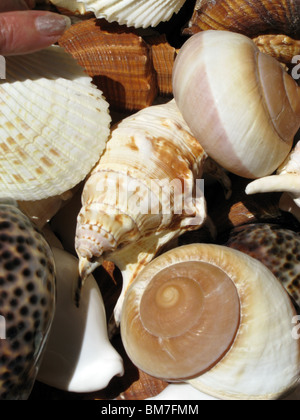 selection of various sea shells Stock Photo - Alamy