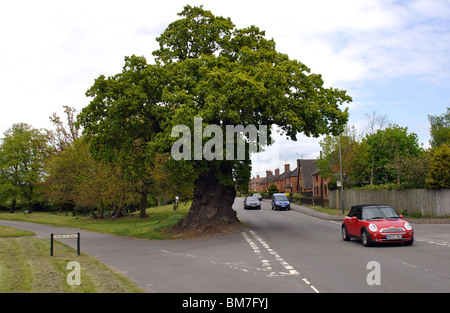 The Baginton Oak, Baginton, Warwickshire, England, UK Stock Photo