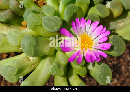 Frithia pulchra, tropical succulent plant Stock Photo