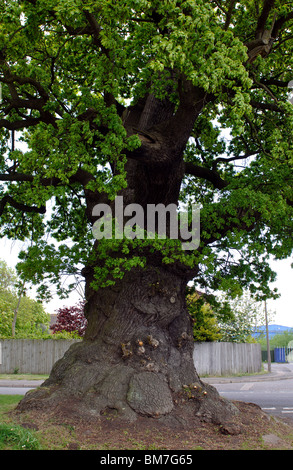 The Baginton Oak, Baginton, Warwickshire, England, UK Stock Photo