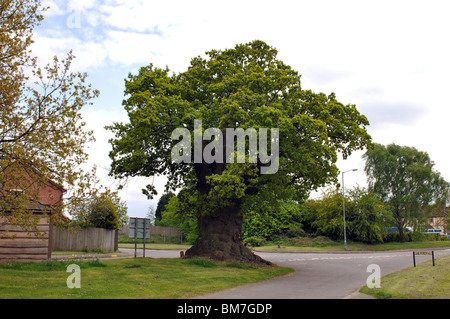 The Baginton Oak, Baginton, Warwickshire, England, UK Stock Photo