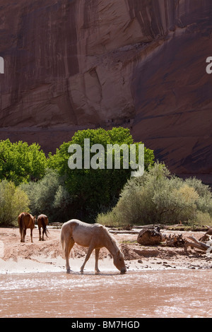 Wild horses, Canyon De Chelly National Monument, Chinle, Arizona, USA Stock Photo