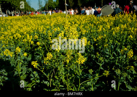 Canola Rapeseed Flowers Field, Bio Fuel, Landscape Stock Photo