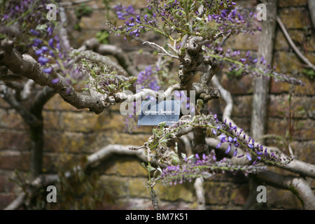 Traditional plant label for Wisteria sinensis (Chinese Wisteria), purple flowering, against a brick wall. Stock Photo