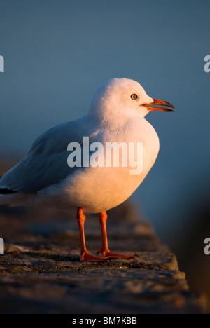 Red-billed Gull Chroicocephalus scopulinus at dawn Kaikoura New Zealand Stock Photo