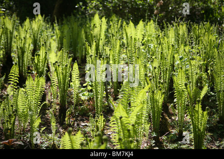 Matteuccia struthiopteris - Shuttlecock fern / Ostrich ferns unfurling in spring Stock Photo