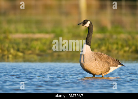 Canada Goose Branta canadensis standing in water New Zealand Stock Photo