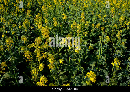 Canola Rapeseed Flowers Field, Bio Fuel, Landscape Stock Photo