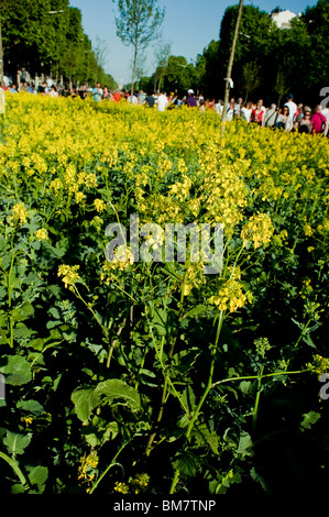 Canola Rapeseed Flowers Field, Bio Fuel, Landscape, Champs-Ely-sees, Paris, France Stock Photo