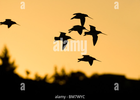 Flock of Bar-tailed Godwits Limosa lapponica at sunset New Zealand Stock Photo